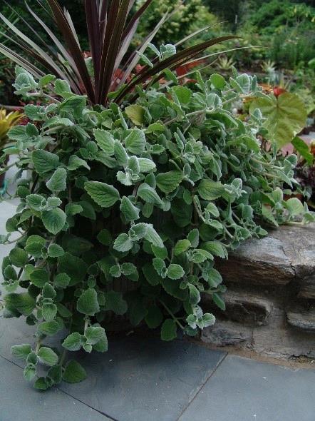 Plectranthus argentatus Silver crest (swedish ivy) 