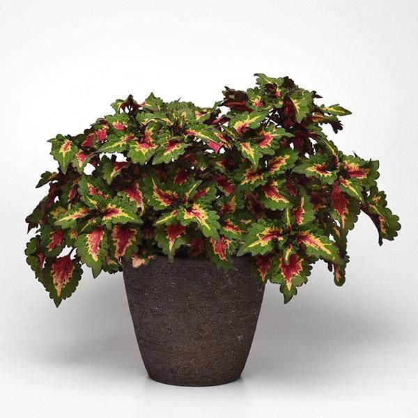 Coleus PinkPlosion 