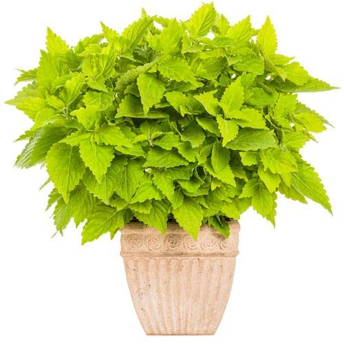 Coleus ColorBlaze® Lime Time™