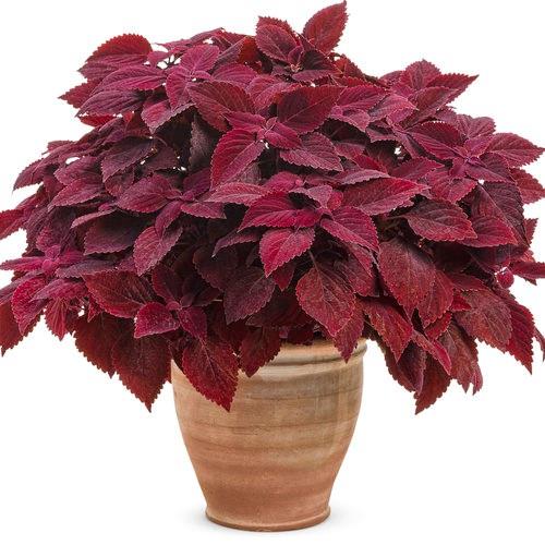 Coleus ColorBlaze® Rediculous®