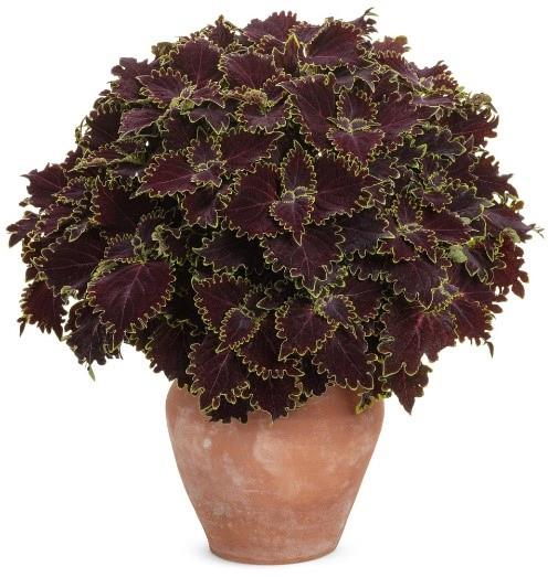 Coleus ColorBlaze® Wicked Witch® 