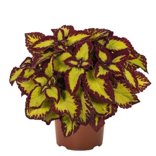 Coleus Stained Glassworks Velvet