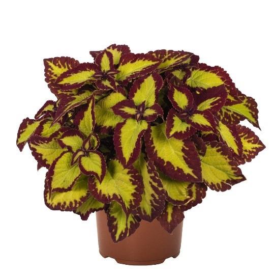 Coleus Stained Glassworks Velvet (solenostemon scutellarioides)