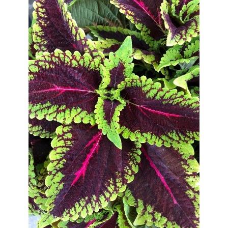 Coleus Main Street Alligator Alley