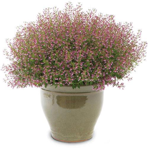 Cuphea ramosissima Fairy Dust® Pink