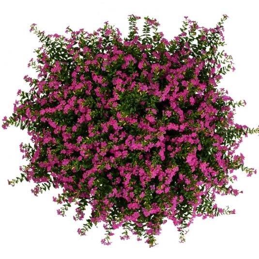 Cuphea FloriGlory® Diana (magenta)