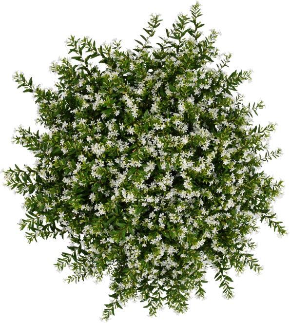 Cuphea FloriGlory® Maria (blanc)