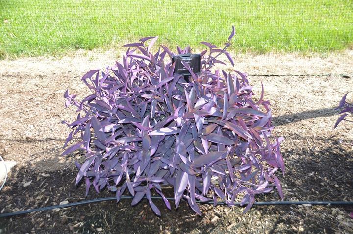 Setcreasea pallida Purple Heart (misère pourpre)
