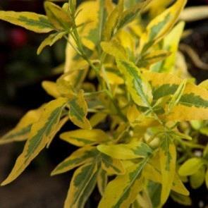 Solanum Jasminoides panaché (étoile de bethléem)