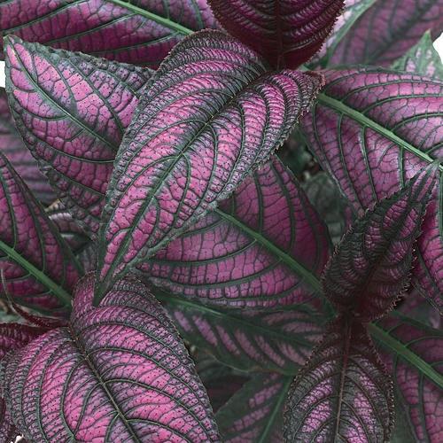 Strobilanthes dyerianus Persian Shield