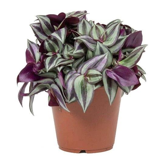 Tradescantia pendula (glace)