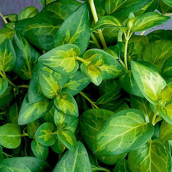 Vinca maculata - vert