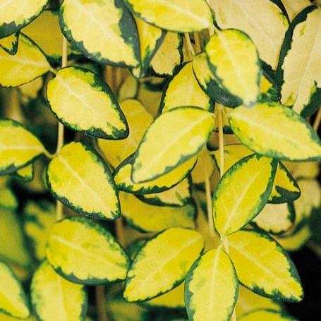 Vinca minor - illumination