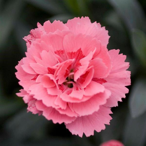 Dianthus Oscar® Pink
