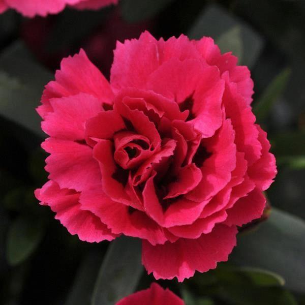 Dianthus Oscar® Cherry+Velvet