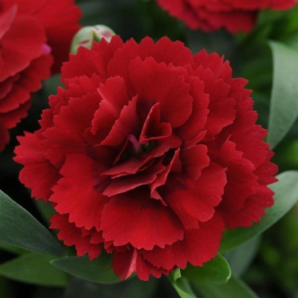 Dianthus Oscar® Dark Red