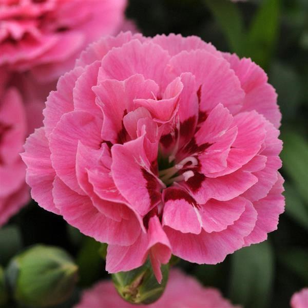 Dianthus Oscar® Pink & Purple