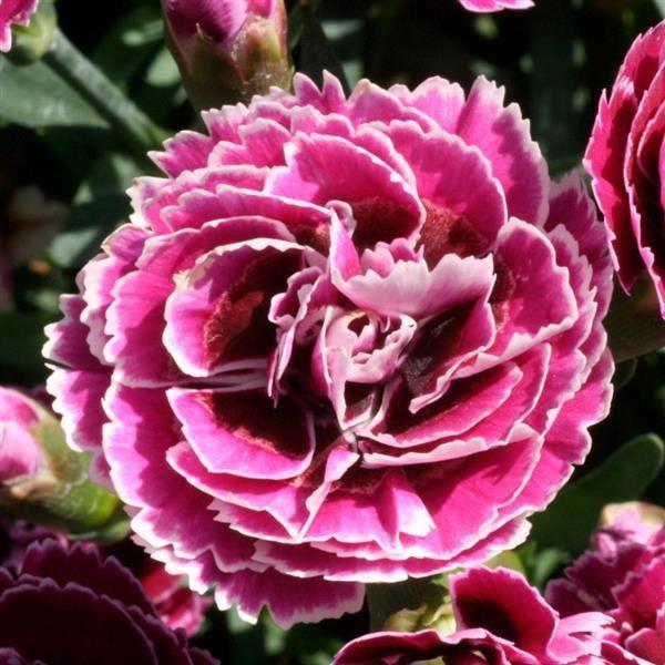 Dianthus SuperTrouper™ Magenta & White