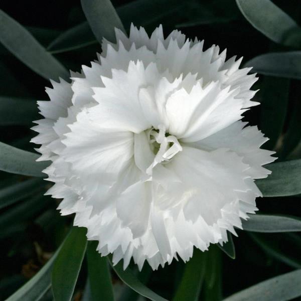 Dianthus SuperTrouper™ White