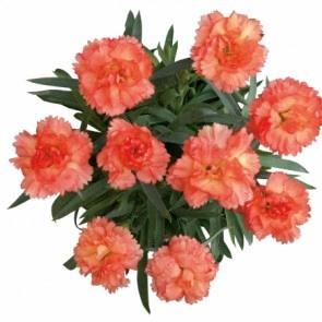 Dianthus SuperTrouper™ Orange