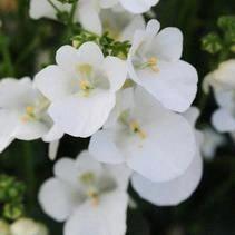 Diascia blanc