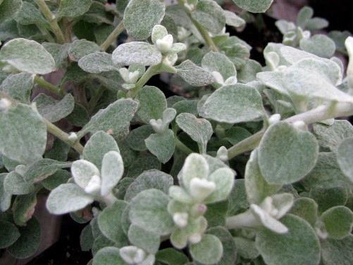 Helichrysum petiolare silver (grosses feuilles)