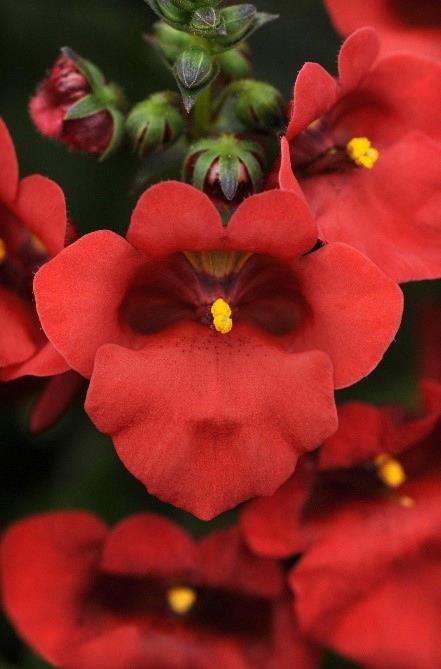 Diascia rouge