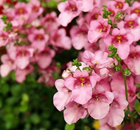 Diascia pink