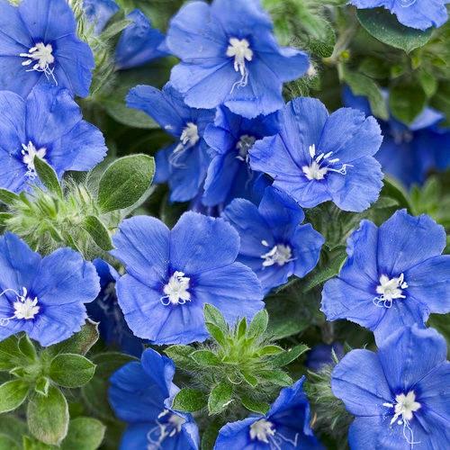 Evolvulus Blue My Mind® (Dwarf Morning Glory)