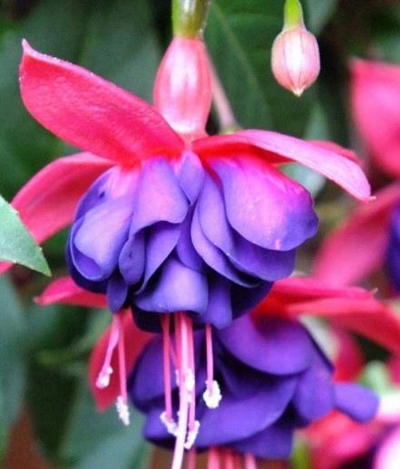 Fuchsia Dollar Princess (fuchsia/mauve)