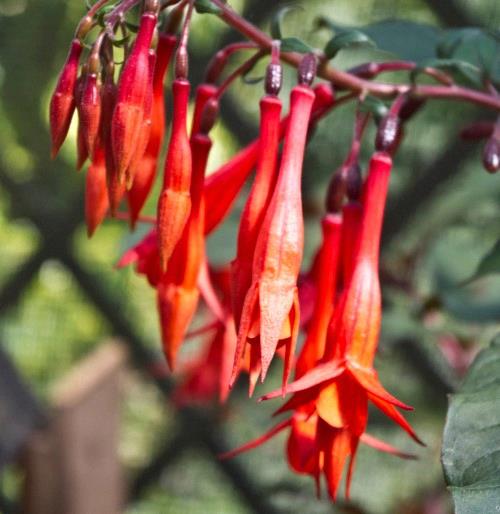 Fuchsia triphylla Insulide