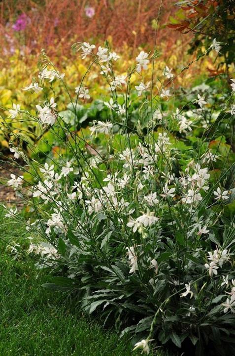 Gaura lindheimeri blanc
