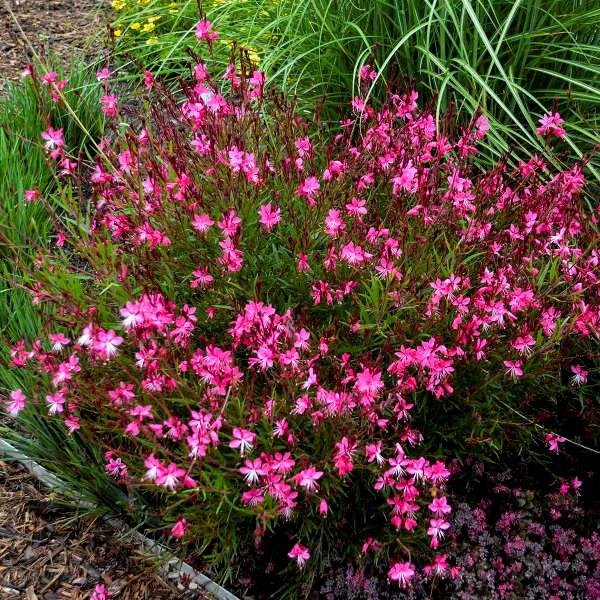 Gaura lindheimeri rose foncé