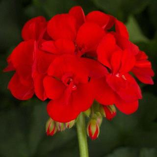 Geranium (double) rouge (Lucignolo® Re-Al)