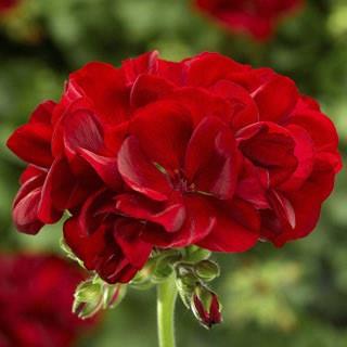 Geranium (interspécifique) Calliope® Medium Dark Red