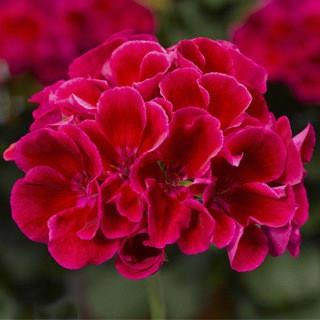 Geranium (interspécifique) Calliope® Medium Crimson Flame