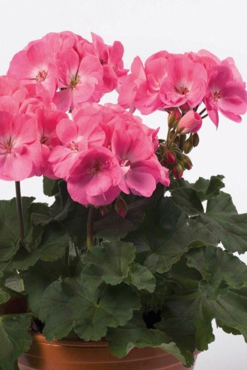 Geranium (double) pink (Darko®)