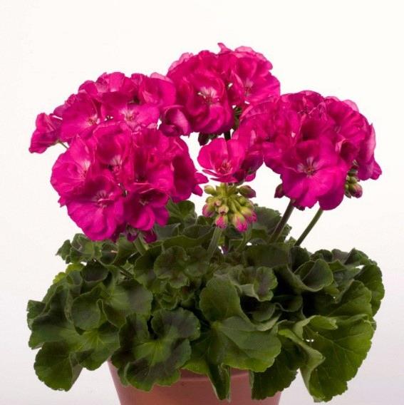 Geranium (double) fuchsia (Flower Fairy® Berry)