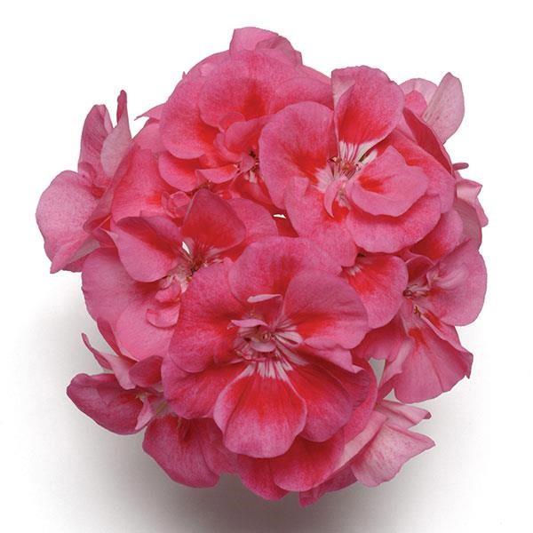 Geranium (double) Fantasia® Strawberry Sizzle
