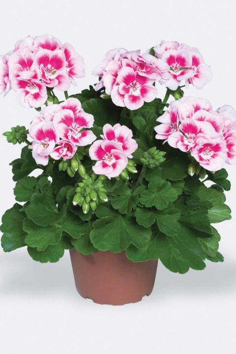 Geranium (double) blanc bicolore (Flower Fairy® White Splash)