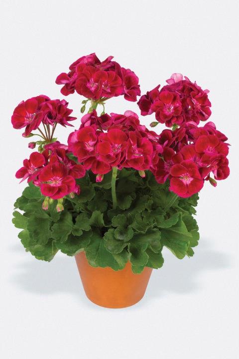 Geranium (double) rouge velours/velvet red (Flower Fairy® Velvet)