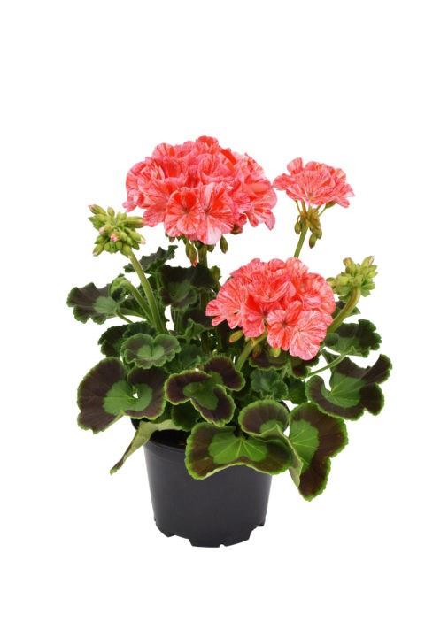 Geranium (double) orange bicolore (Glitter™)