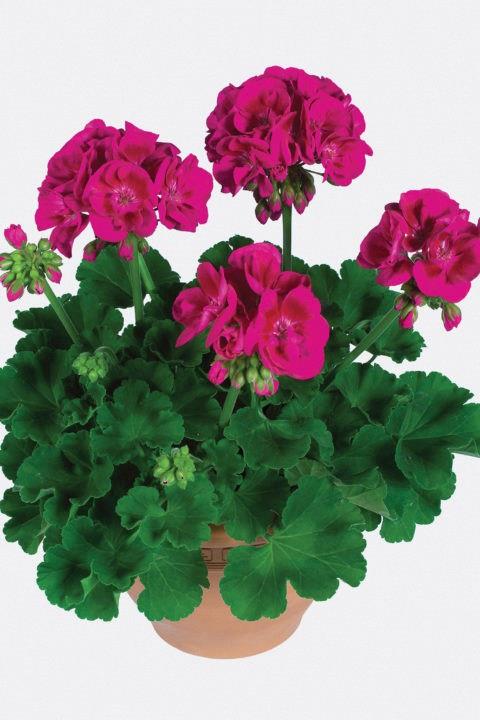 Geranium (double) pourpre/purple (Re-al® Eros)