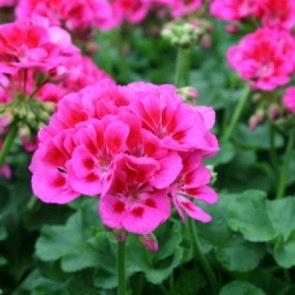 Geranium (double) rose bicolore/pink bicolor (Re-Al® Adara)
