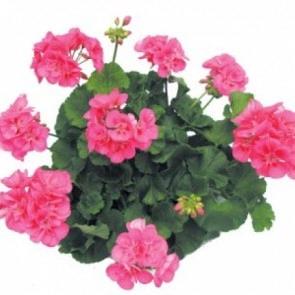 Geranium (double) rose/pink (Re-al® Deneb)