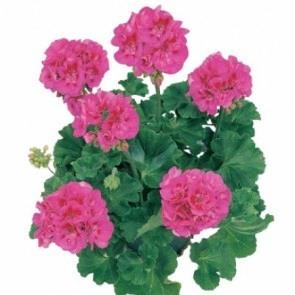 Geranium (double) Re-al® Mintaka (bicolore violet)