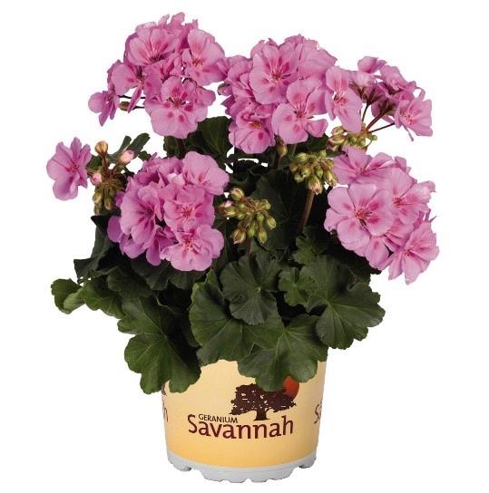 Geranium (double) lavande bicolore/lavender splash (Savannah™)