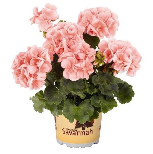 Geranium (double) saumon pâle/light salmon (Savannah™)
