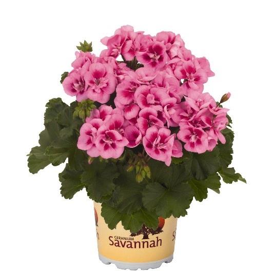 Geranium (double) pink bicolore/pink mega splash (Savannah™)
