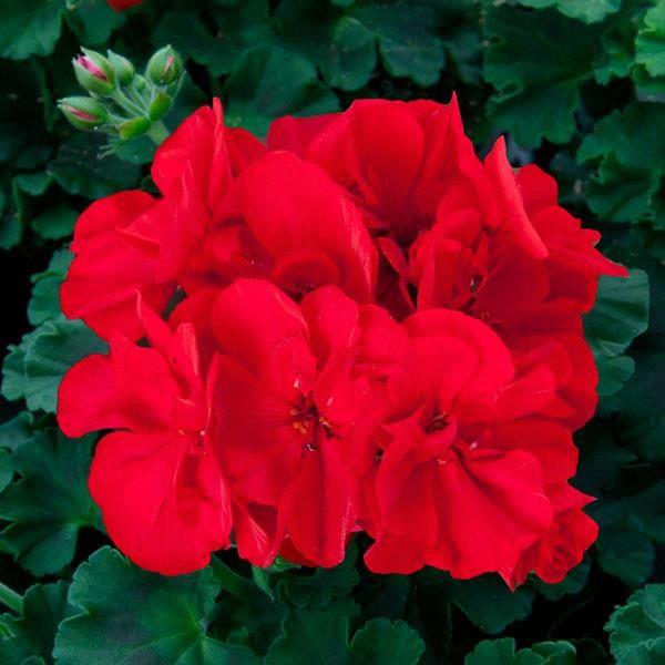 Geranium (double) rouge foncé/dark red (Sunrise™ Benita)